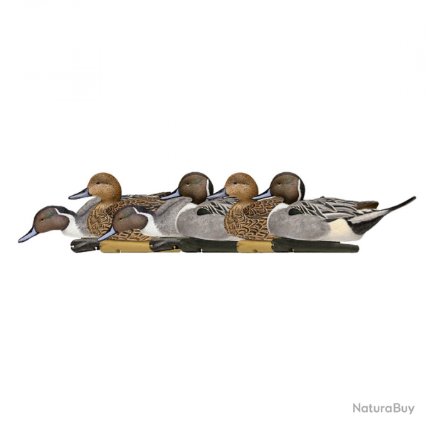 Formes de canard pilet - AVIANX