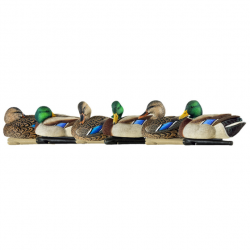 Formes de canard colvert repos et actifs - AVIANX