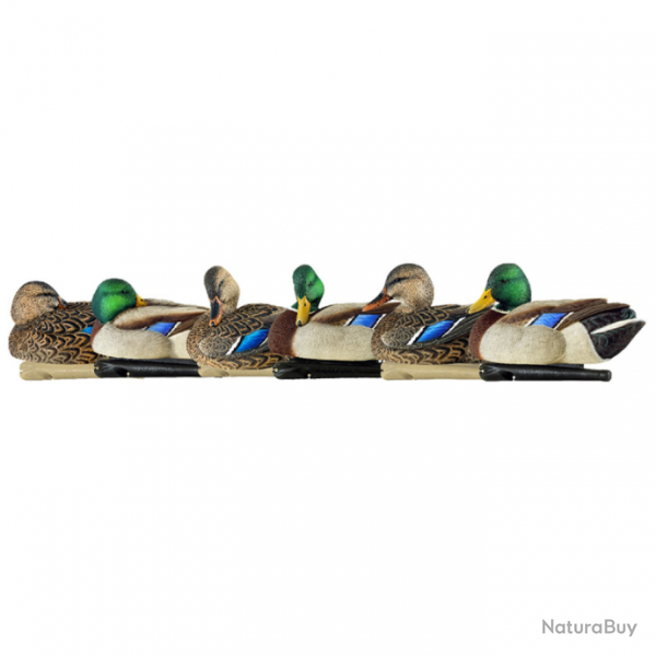 Formes de canard colvert repos et actifs - AVIANX