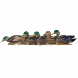 Formes de canard colvert Early Season - AVIANX