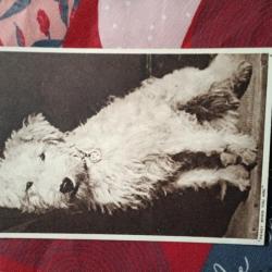 Carte postale chien blanc