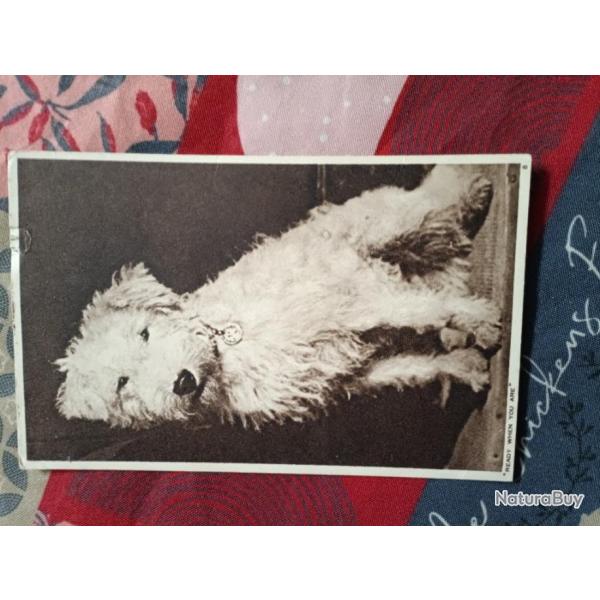 Carte postale chien blanc