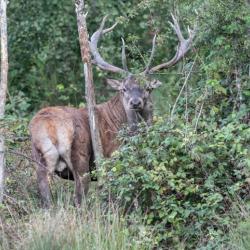 Cerf au brame (18) dernières minutes