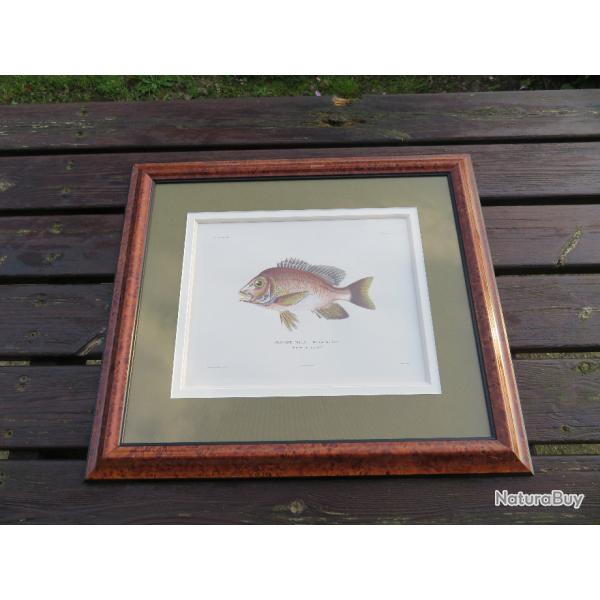 Ancienne grande gravure de poisson reprsentant un "Diacop Tia, Less", joliment encadr sous verre