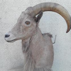 Trophée de mouflon à manchettes