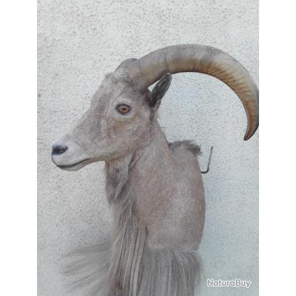 Trophe de mouflon  manchettes