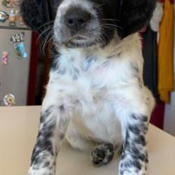 Chiots Setter Anglais