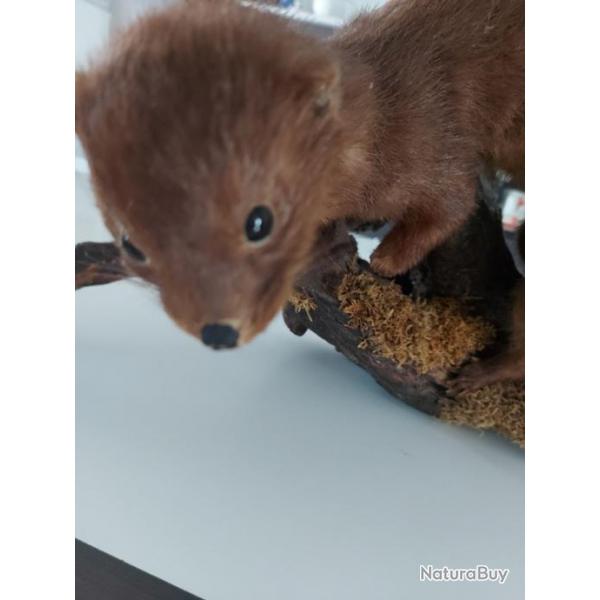 Taxidermie mustelid