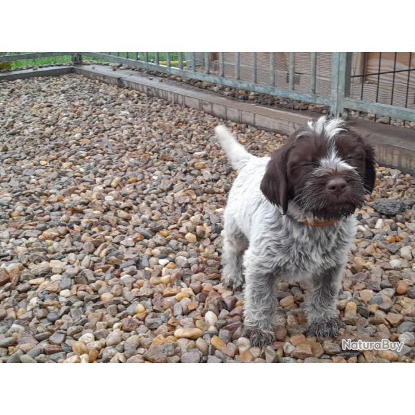 Chiots Griffons Korthals