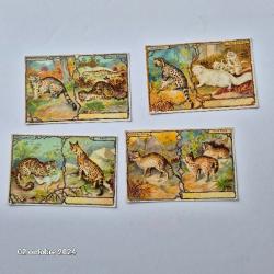Lot de 4 images Leroux Bonzel sur les chats et des félins