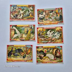 Lot de 6 images Leroux sur les animaux à plumes de la ferme, dindons, oies, paon,