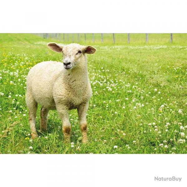 Sets de table (Lot de 4)