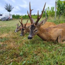 Séjour de chasse en France / B Safaris