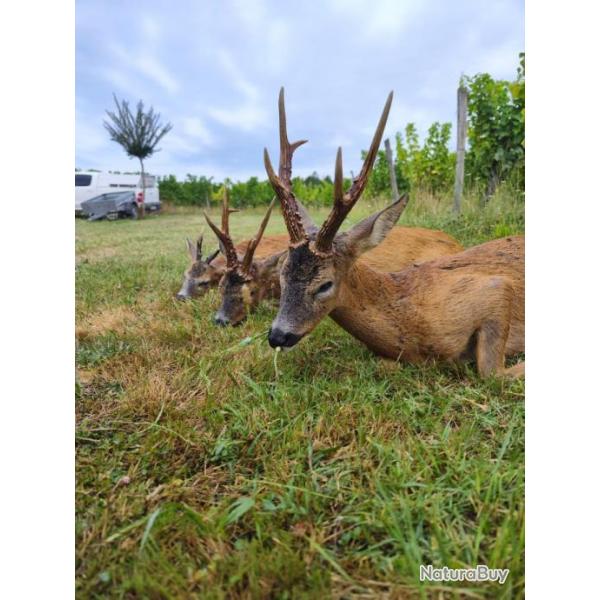 Sjour de chasse en France / B Safaris