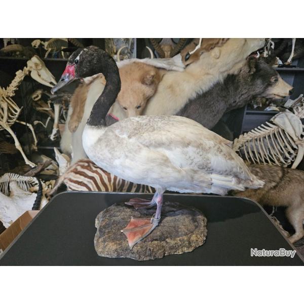 Taxidermie de cygne  cou noir ; Cygnus melancoryphus