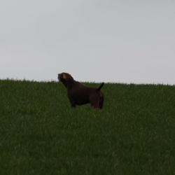 Chiots Braque Allemand LOF Grande Lignées champion du Monde