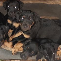 Chiots jagd terrier