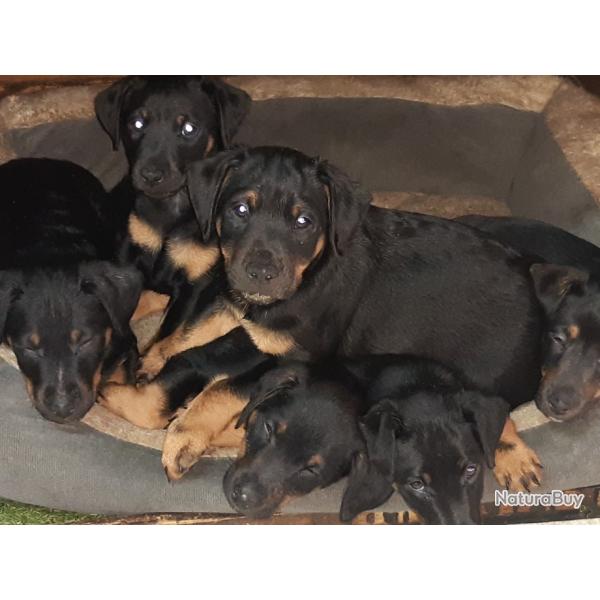 Chiots jagd terrier