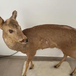 Chevreuil entier taxidermée - Taxidermie