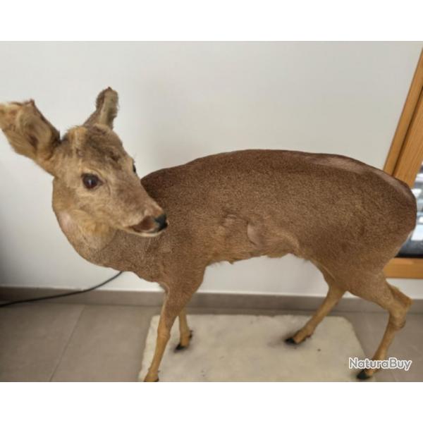 Chevreuil entier taxiderme - Taxidermie