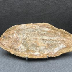 Très beau poisson fossile Brannerion vestitum