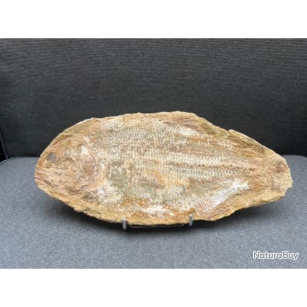 Trs beau poisson fossile Brannerion vestitum