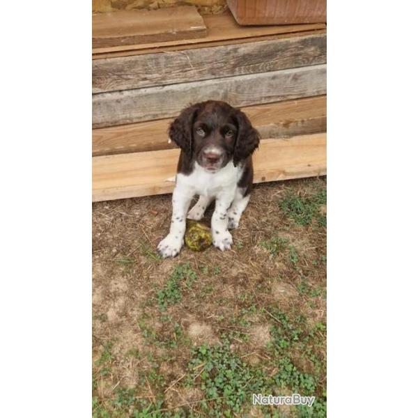 A vendre chiot LOF petit pagneul de munster