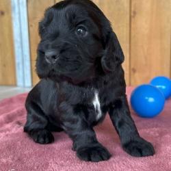 COCKER ANGLAIS Chiots de 2 et  3 mois LOF