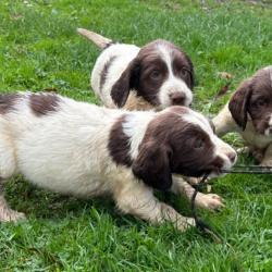 SPRINGER ANGLAIS Chiots LOF