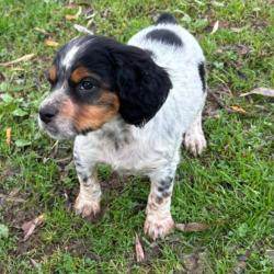 EPAGNEUL BRETON chiots de 2 mois LOF