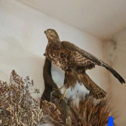 Taxidermie buse empaillée