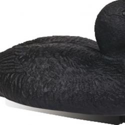 Forme d'eider noir Stepland