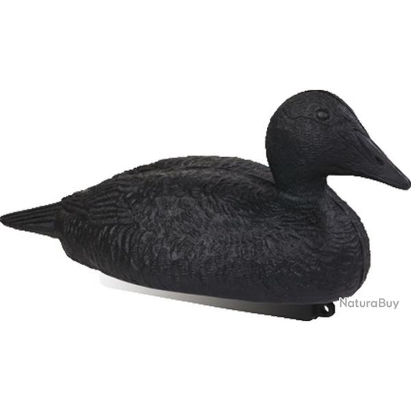 Forme d'eider noir Stepland