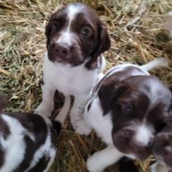 chiots petit epagneul de munster