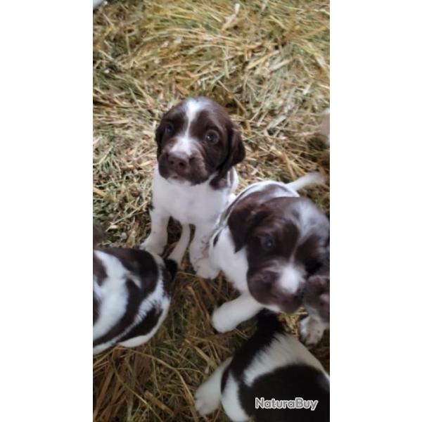 chiots petit epagneul de munster