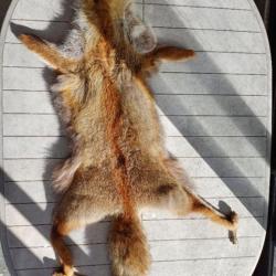 Taxidermie Peau de renard