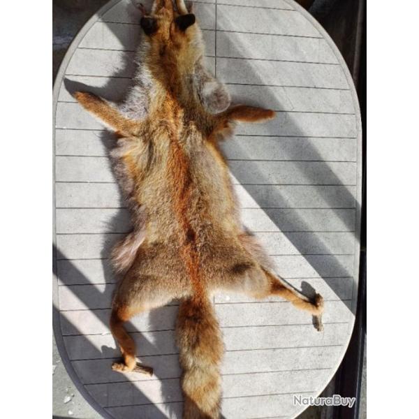 Taxidermie Peau de renard