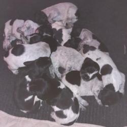 Vends chiots drathaar