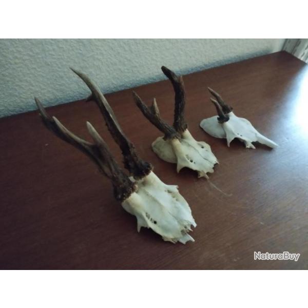 3 TROPHEES MASSACRES DE CHEVREUILS BROCARDS PARTICULIERS TAXIDERMIE CHASSE