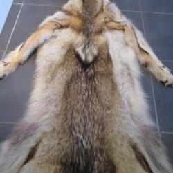 TAXIDERMIE SUPERBE PEAU DE COYOTE CANIS LATRANS direct QUEBEC 178cm déco médiévale trappeur costume