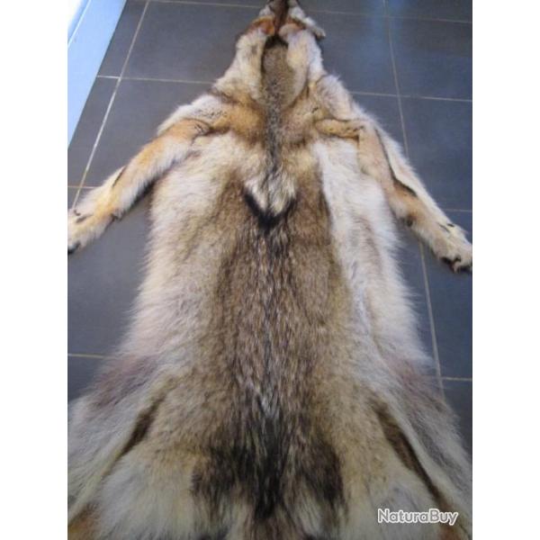 TAXIDERMIE SUPERBE PEAU DE COYOTE CANIS LATRANS direct QUEBEC 178cm dco mdivale trappeur costume