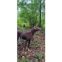 Chiot Braque Allemand lignée Champion du monde