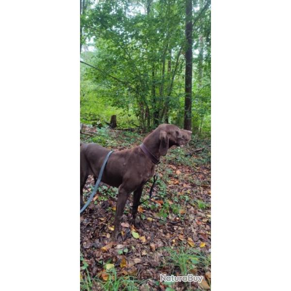 Chiot Braque Allemand ligne Champion du monde