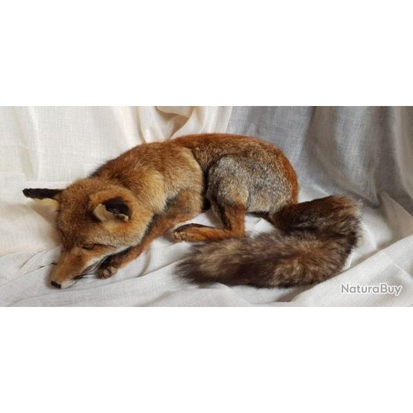 Renard endormi naturalis