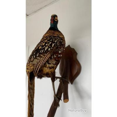 Stuffed Pheasant For Sale Faisan Naturalisé Empaillé