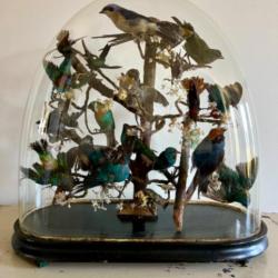 Globe décoratif avec taxidermie d'oiseaux