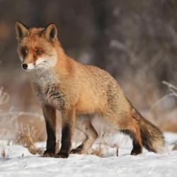 1 SANS PRIX DE RESERVE Appeau à renard b