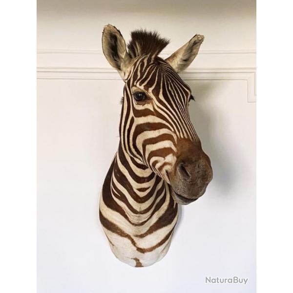 Taxidermie de zbre