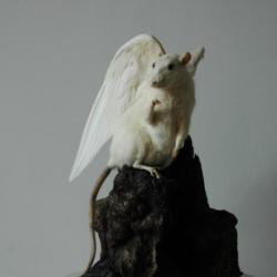 Chimère (assemblage de taxidermies)