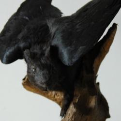 Chimère (assemble de taxidermies)